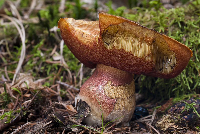 Boletus luridiformis